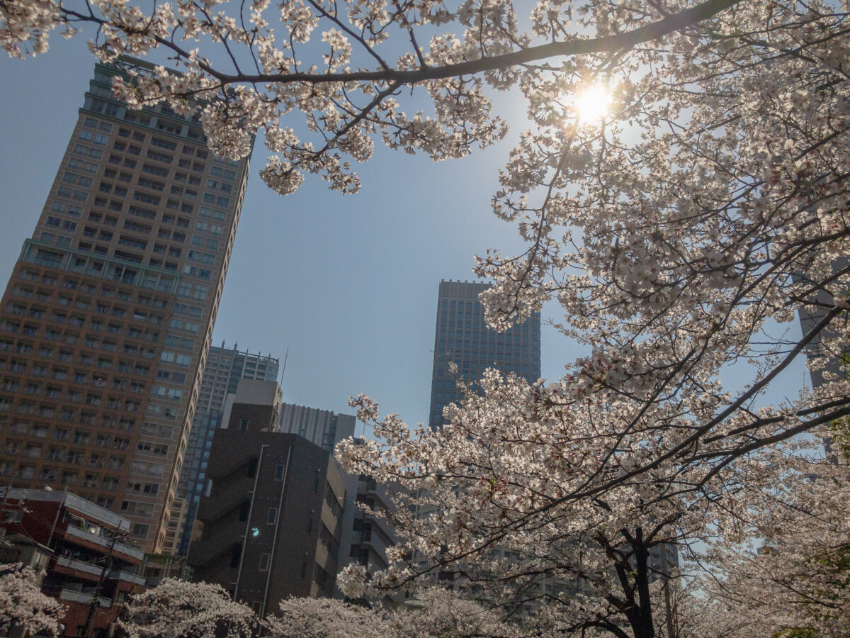 目黒川(五反田駅〜旧東海道・品川橋)
