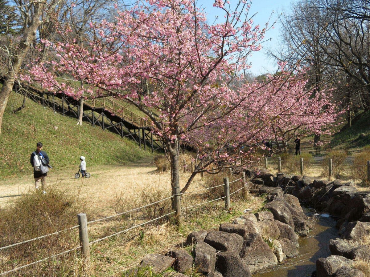 保土ケ谷公園梅まつり 梅と河津桜が春の訪れを告げる神奈川初の都市公園 オマツリジャパン あなたと祭りをつなげるメディア