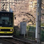 【東京さくらトラム】「学習院下」は都電×桜が同時に撮れる絶好のフォトスポット！