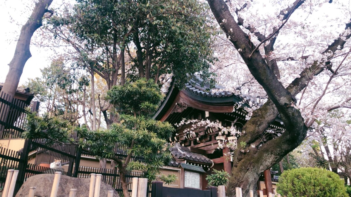 【東京さくらトラム】「鬼子母神前」法明寺は猫好き必見の桜スポット！