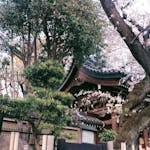 【東京さくらトラム】「鬼子母神前」法明寺は猫好き必見の桜スポット！