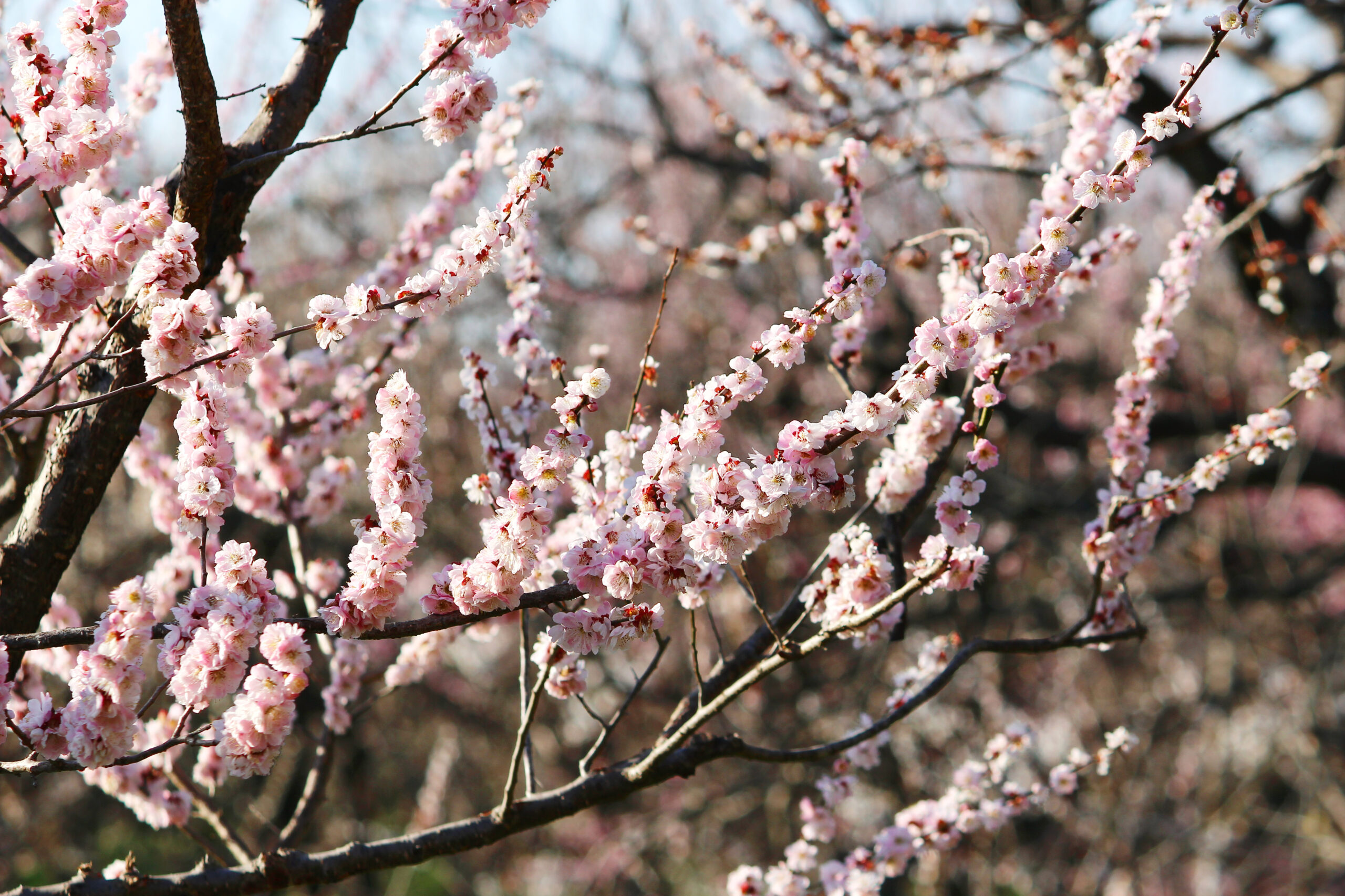 水戸の梅まつり