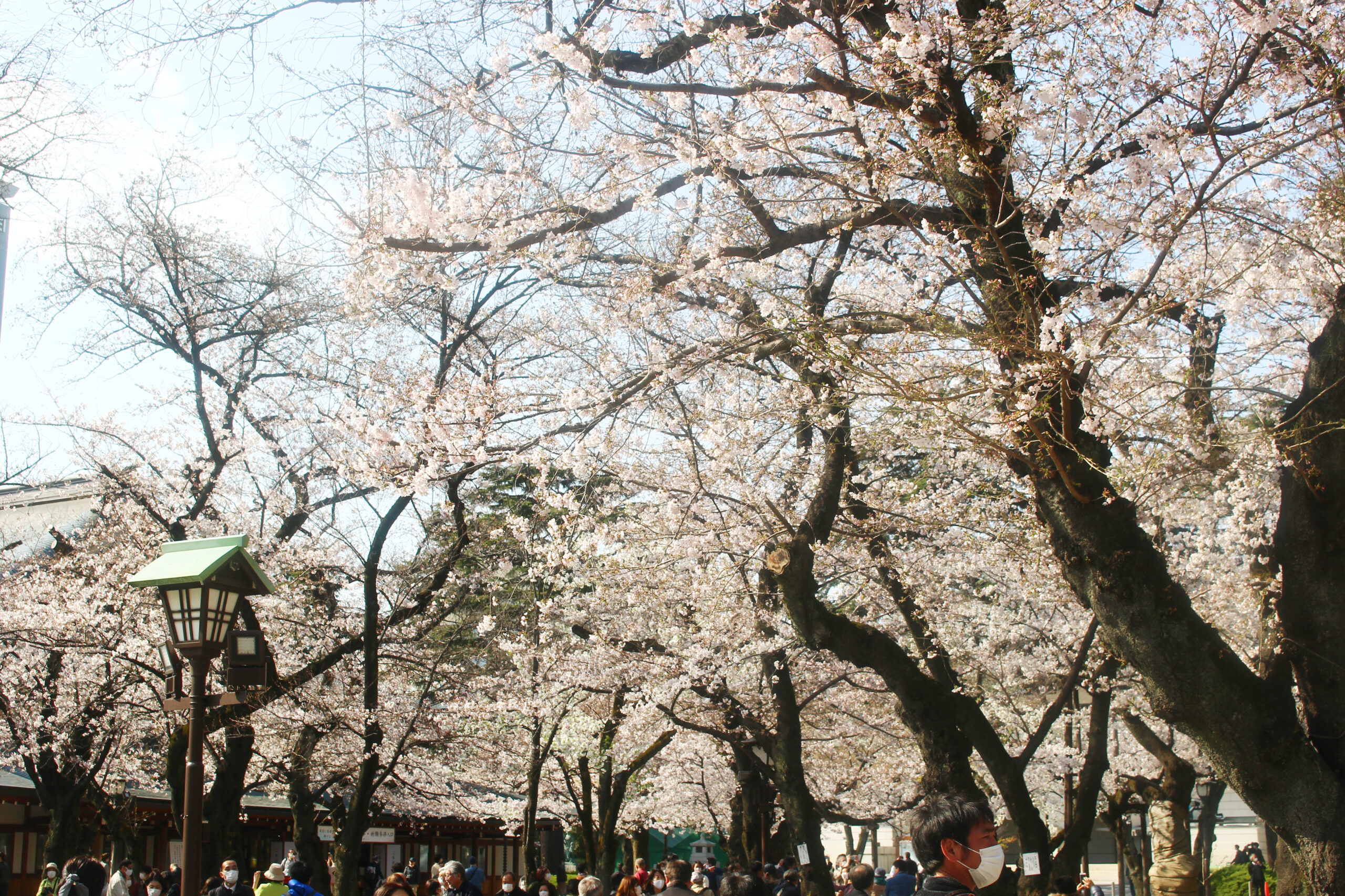 靖國神社にある東京の桜の標本木！開花を告げる桜と満開の境内を速報で