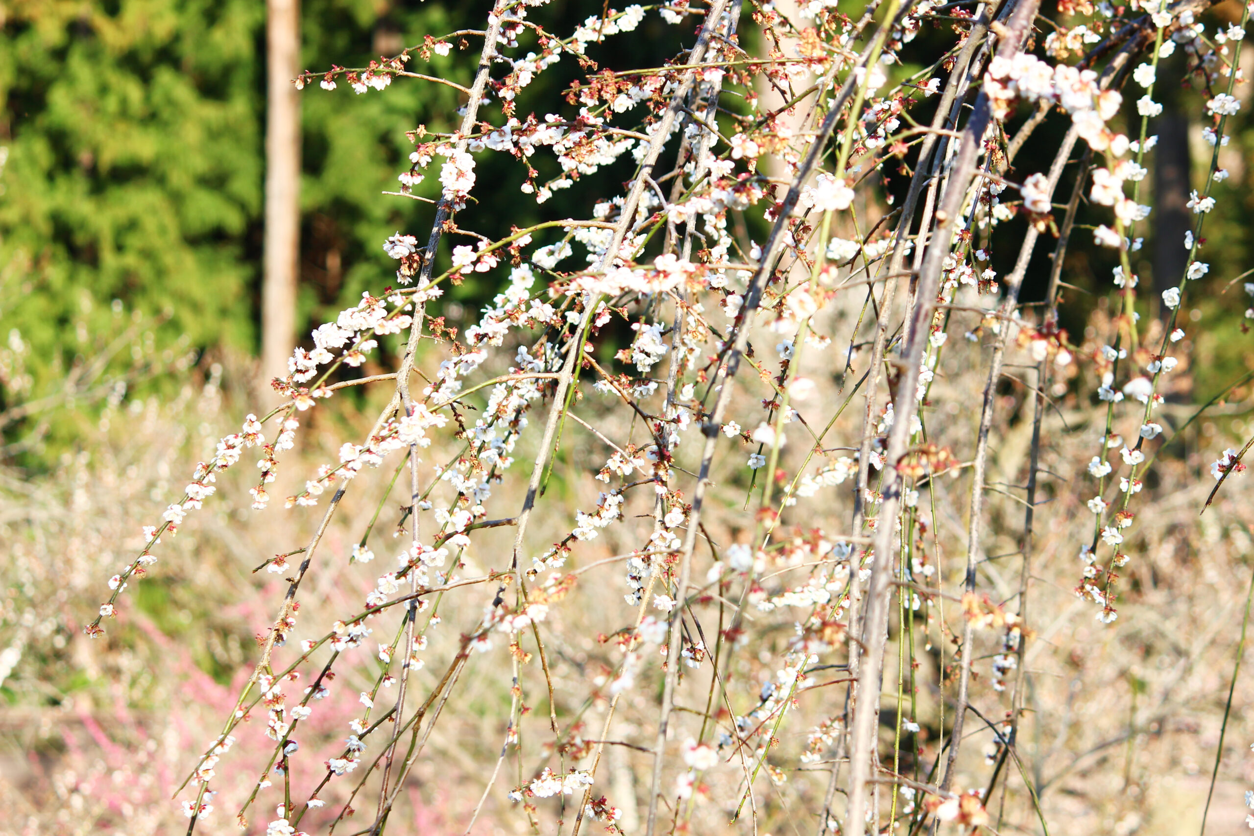 水戸の梅まつり