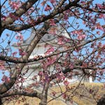 【宇都宮城桜まつり】早春の彩りで清明台や富士見櫓を装飾する河津桜
