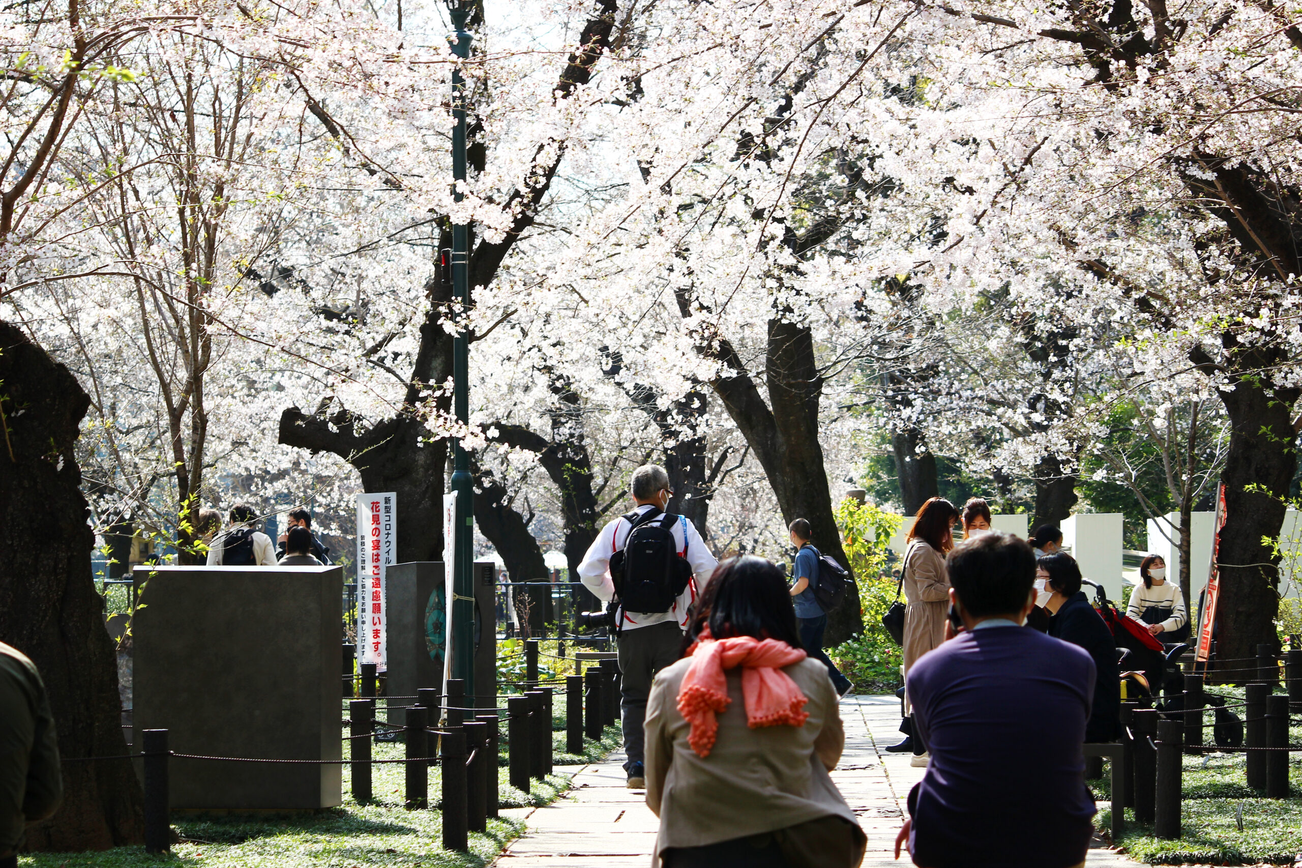 靖國神社にある東京の桜の標本木！開花を告げる桜と満開の境内を速報で