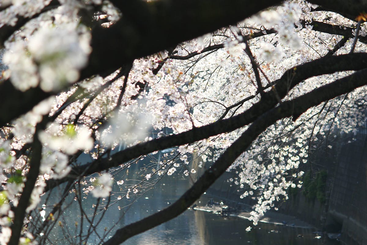 江戸川公園は明治から続く桜の名所 川に覆いかぶさるように咲く桜は必見 オマツリジャパン あなたと祭りをつなげるメディア