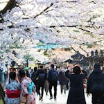 上野恩賜公園の桜、今年は歩いて見よう！園内の桜見どころスポットも紹介