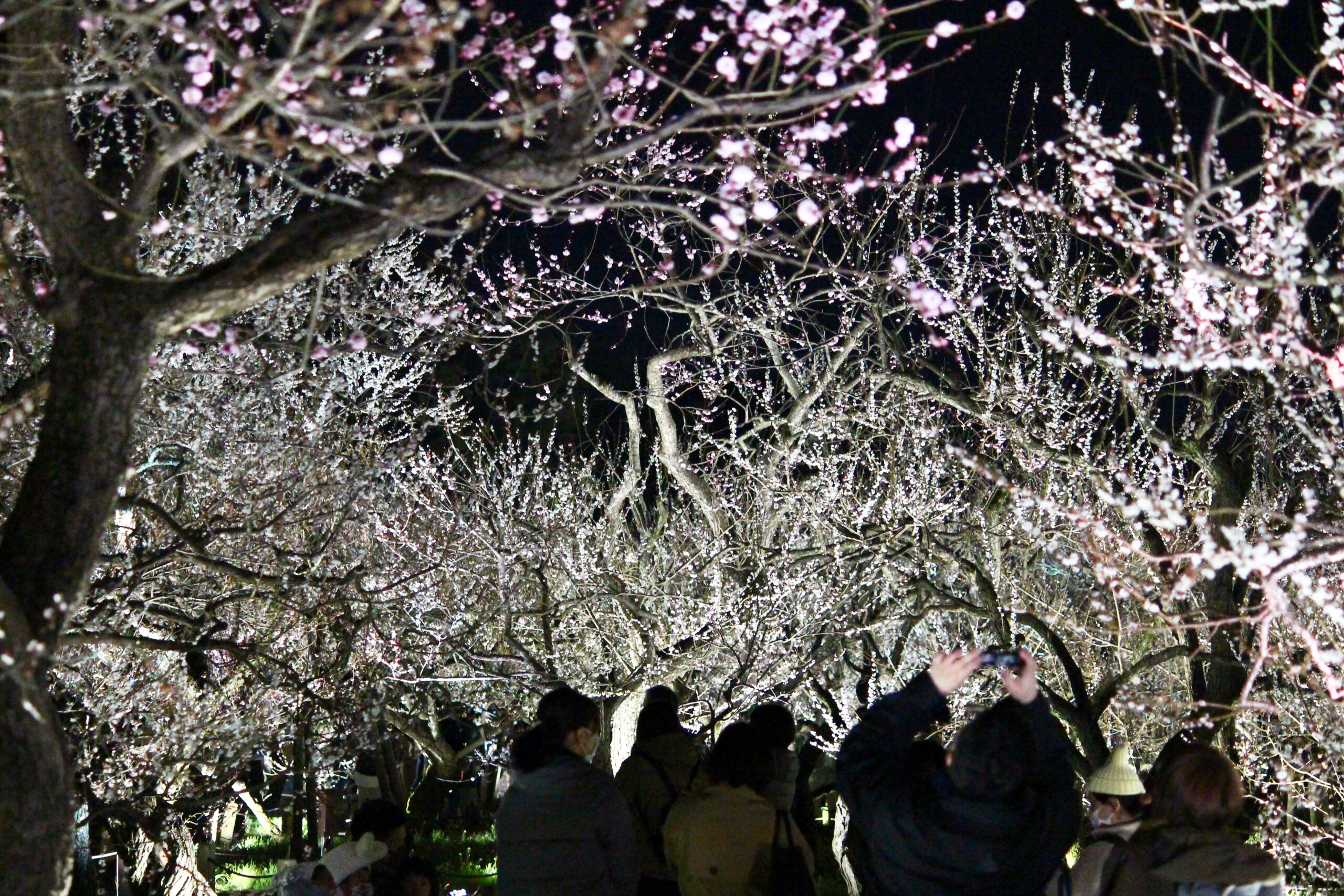 水戸の梅まつり