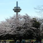 【所沢航空記念公園の桜】季節の彩りで覆われる日本初の飛行場の滑走路