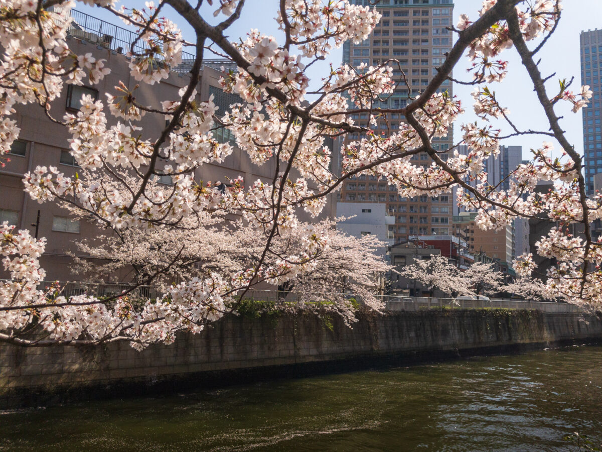目黒川(五反田駅〜旧東海道・品川橋)