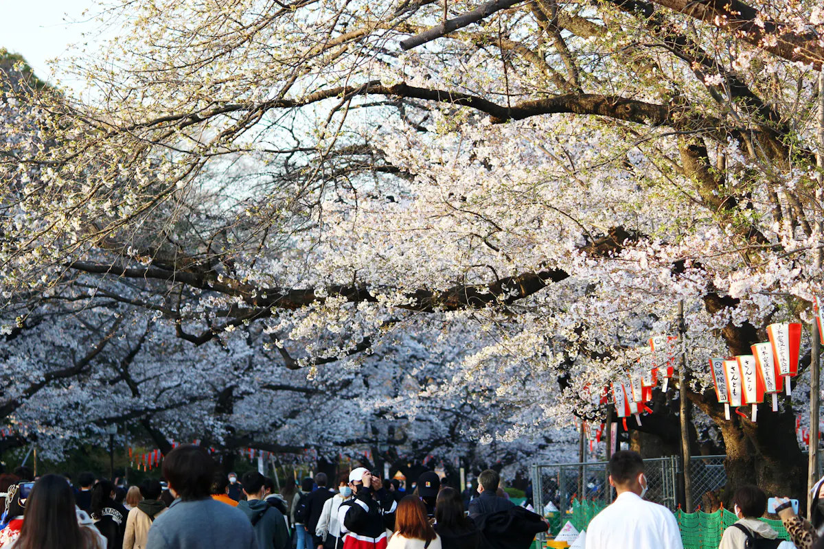 Kreatives Bild zu 上野恩賜公園の桜、今年は歩いて見よう!園内の桜見どころスポットも紹介|株式会社オマツリジャパン 上野恩賜公園の桜、今年は歩いて見よう!園内の桜見どころスポットも紹介|株式会社オマツリジャパン Illustration
