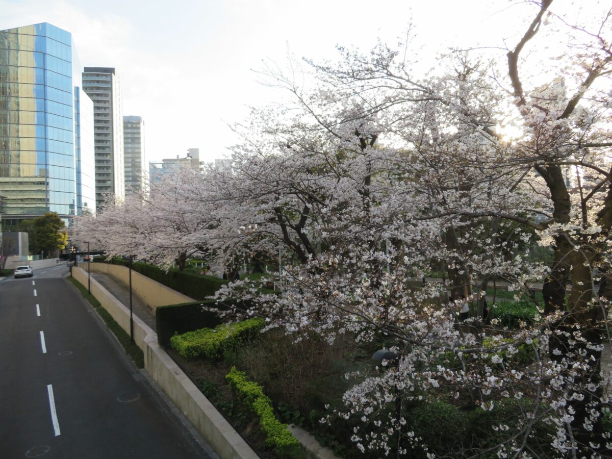 【東京ミッドタウンの桜】ガーデンアーチの下で緩やかな弧を描く薄紅色の花