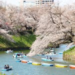 千鳥ヶ淵緑道の桜が満開！3月22日から、お堀のボート場もオープン！