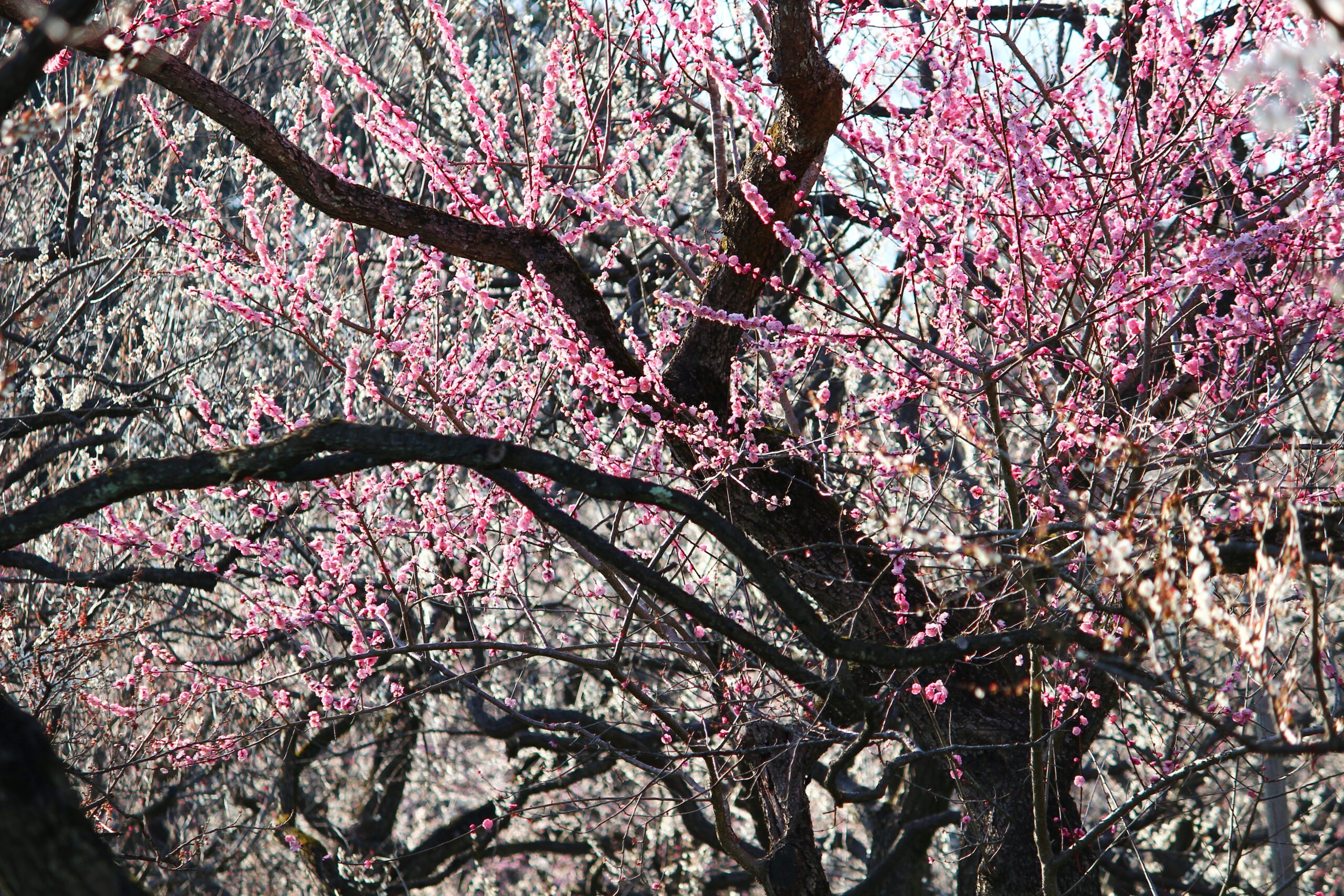 水戸の梅まつり