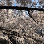 【東京さくらトラム】「面影橋」はレトロな雰囲気漂う街と桜が相性◎