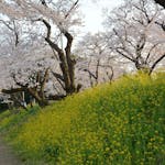 【北本城ケ谷堤の桜】菜の花と魅力的な彩りのコントラストを見せる桜