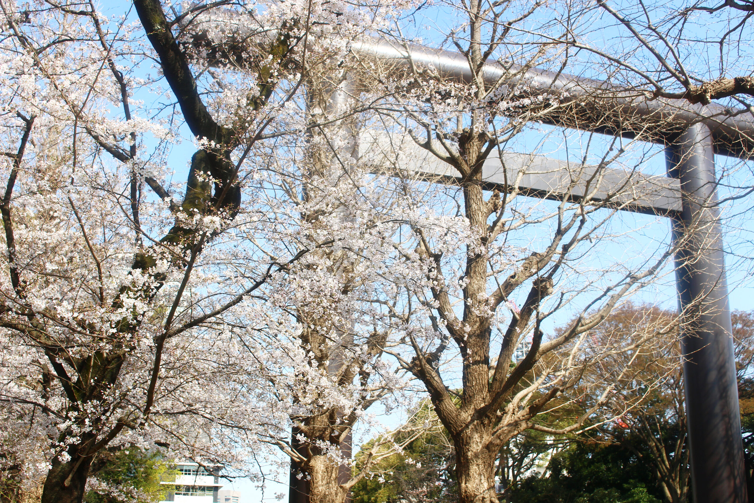 靖國神社にある東京の桜の標本木！開花を告げる桜と満開の境内を速報で