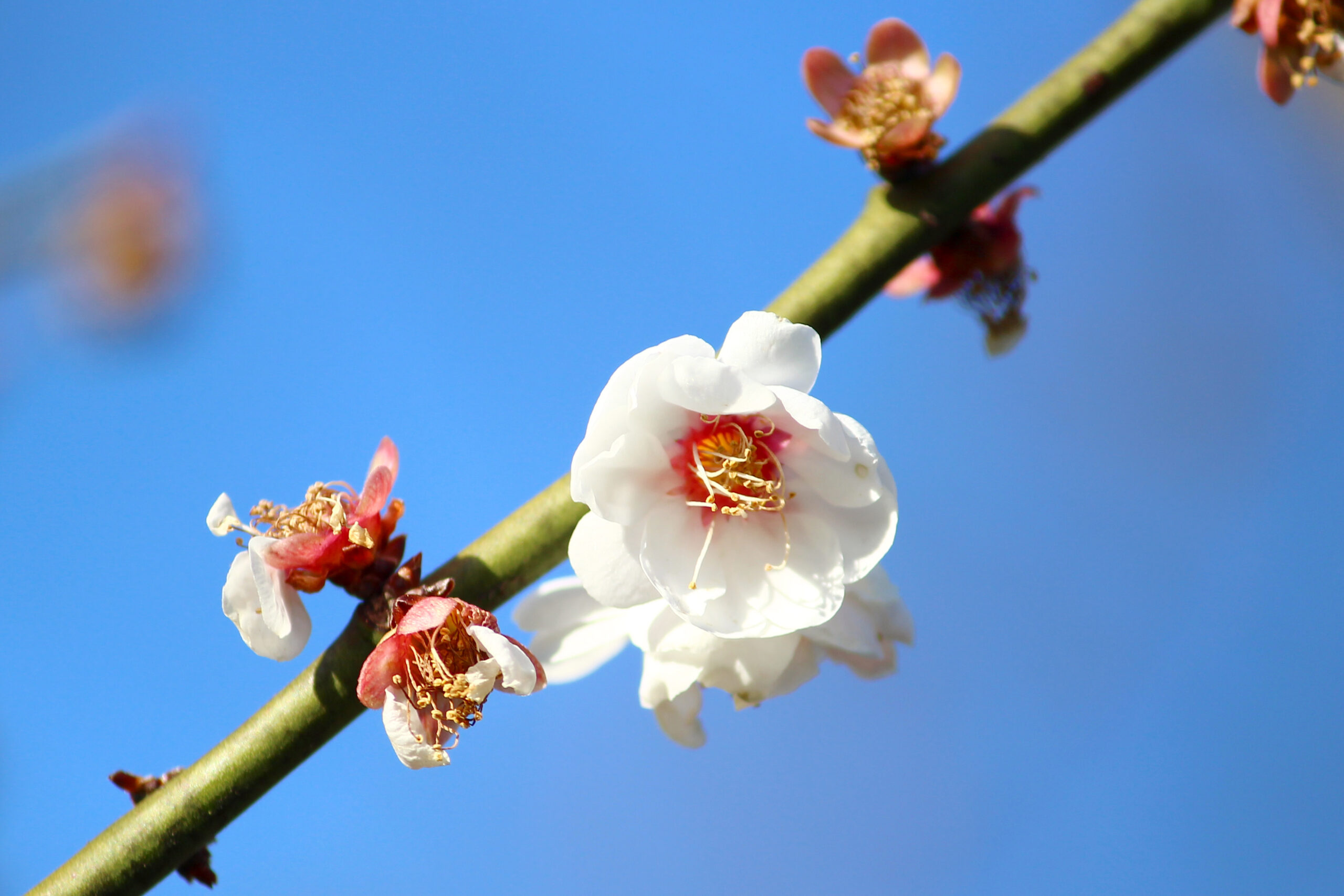 水戸の梅まつり