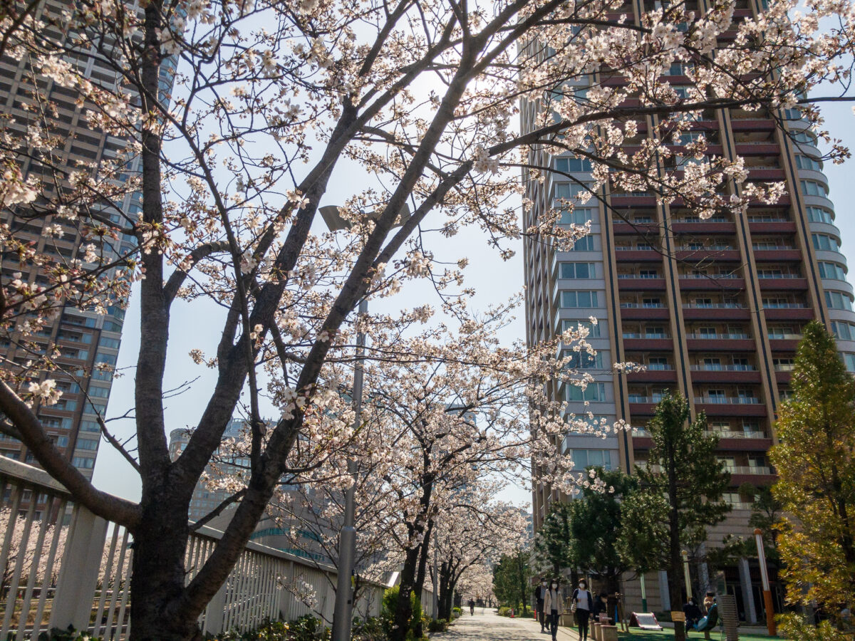 目黒川(五反田駅〜旧東海道・品川橋)