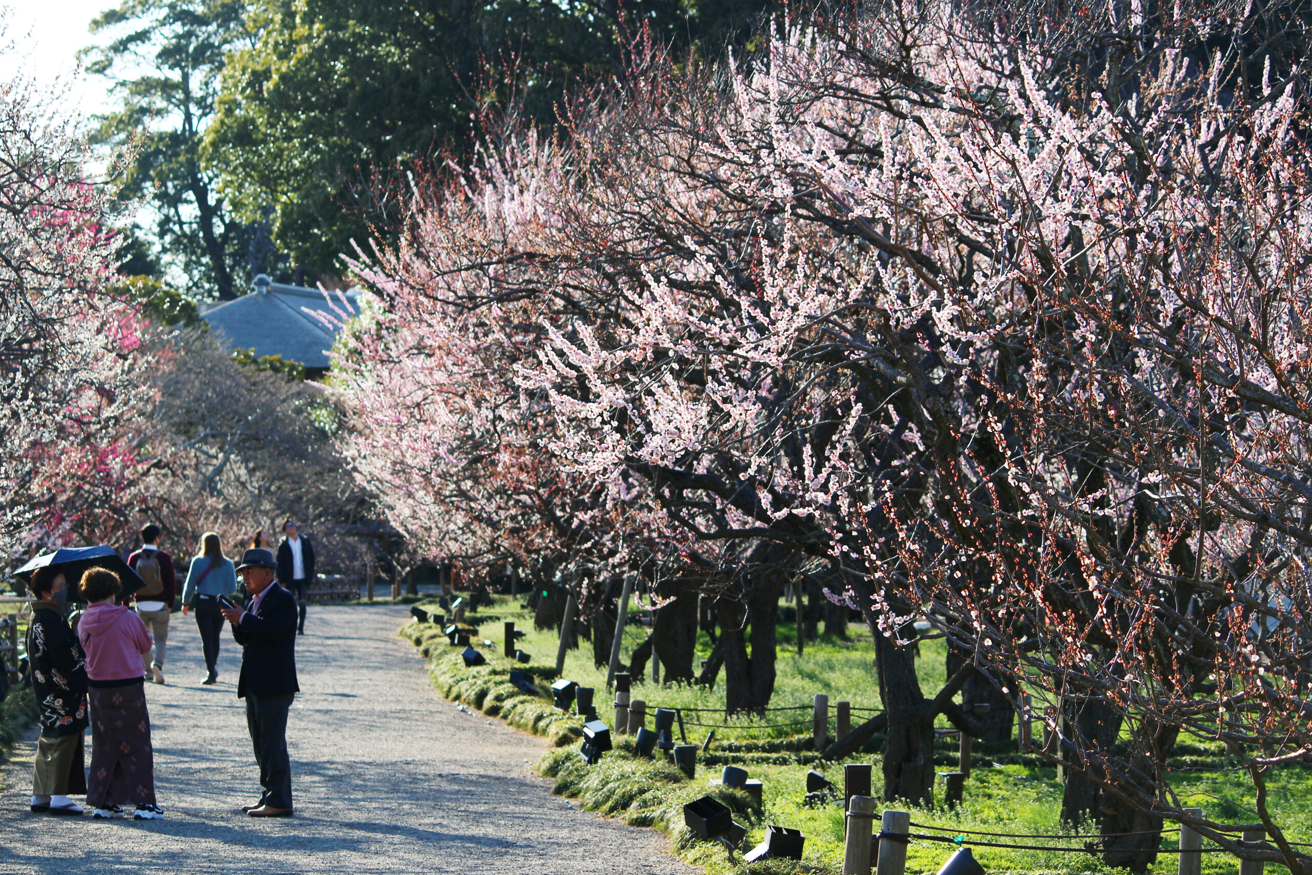 水戸の梅まつり
