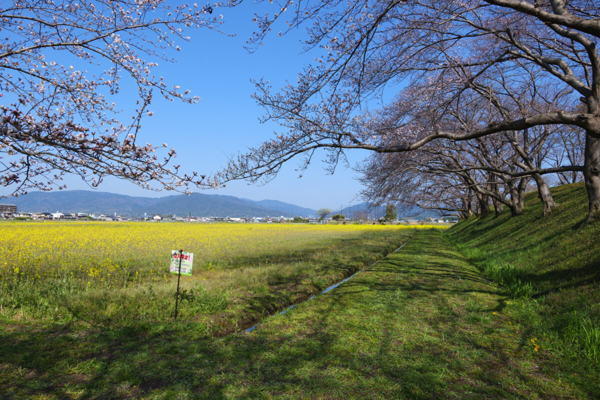 藤原宮跡行き方