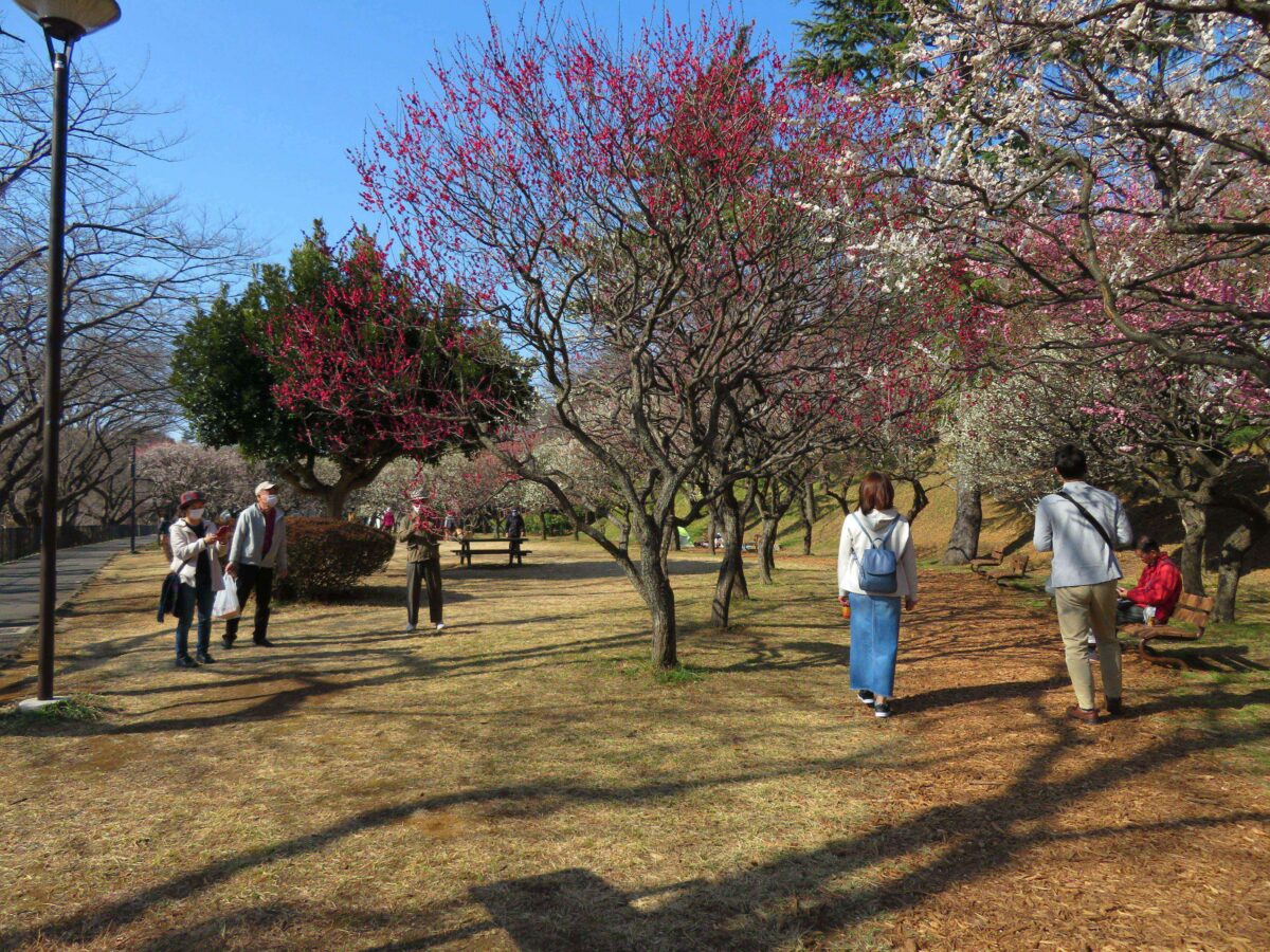 【保土ケ谷公園梅まつり】梅と河津桜が春の訪れを告げる神奈川初の都市公園