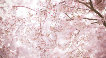 桜の御朱印をもらうならココ！春をもっと感じられる神社仏閣5選