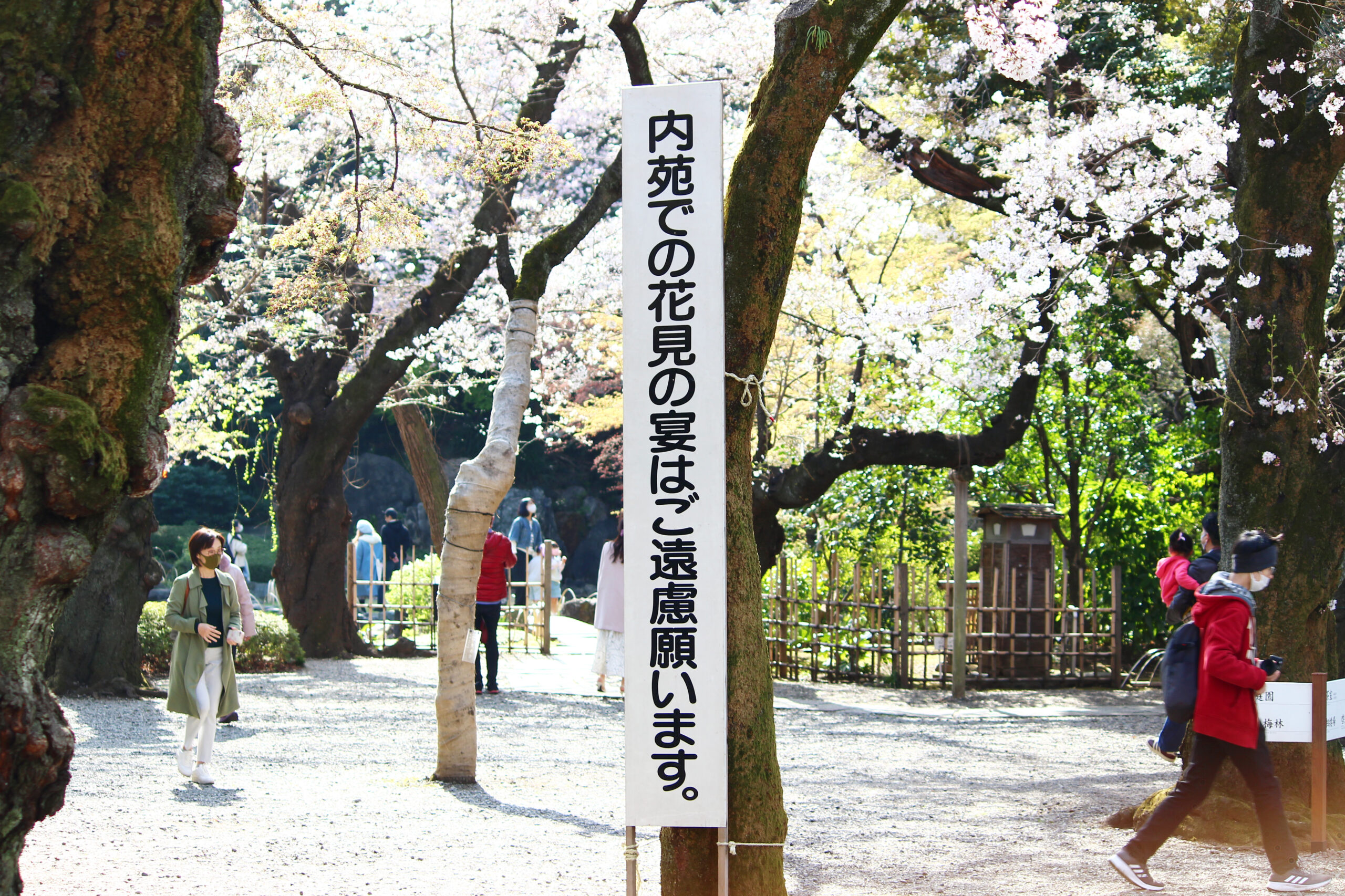 靖國神社にある東京の桜の標本木！開花を告げる桜と満開の境内を速報で