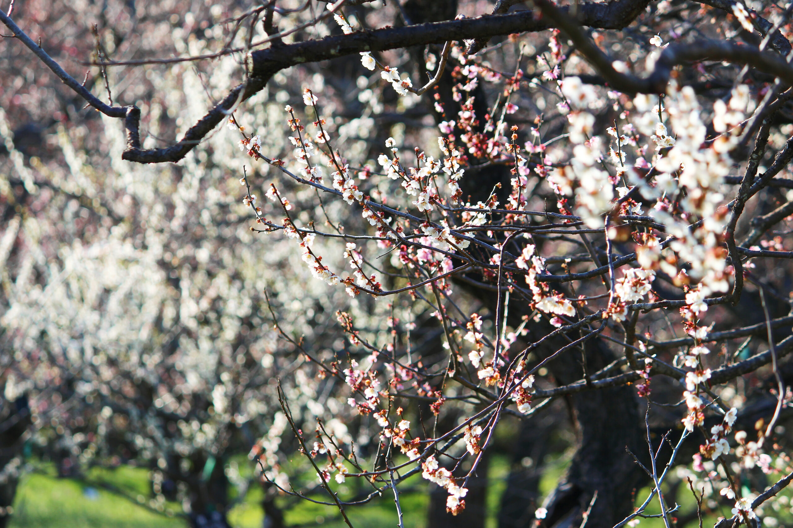 水戸の梅まつり