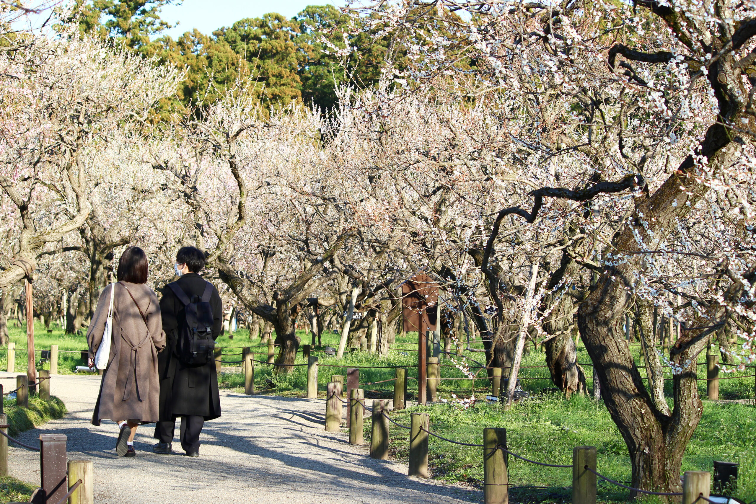 水戸の梅まつり