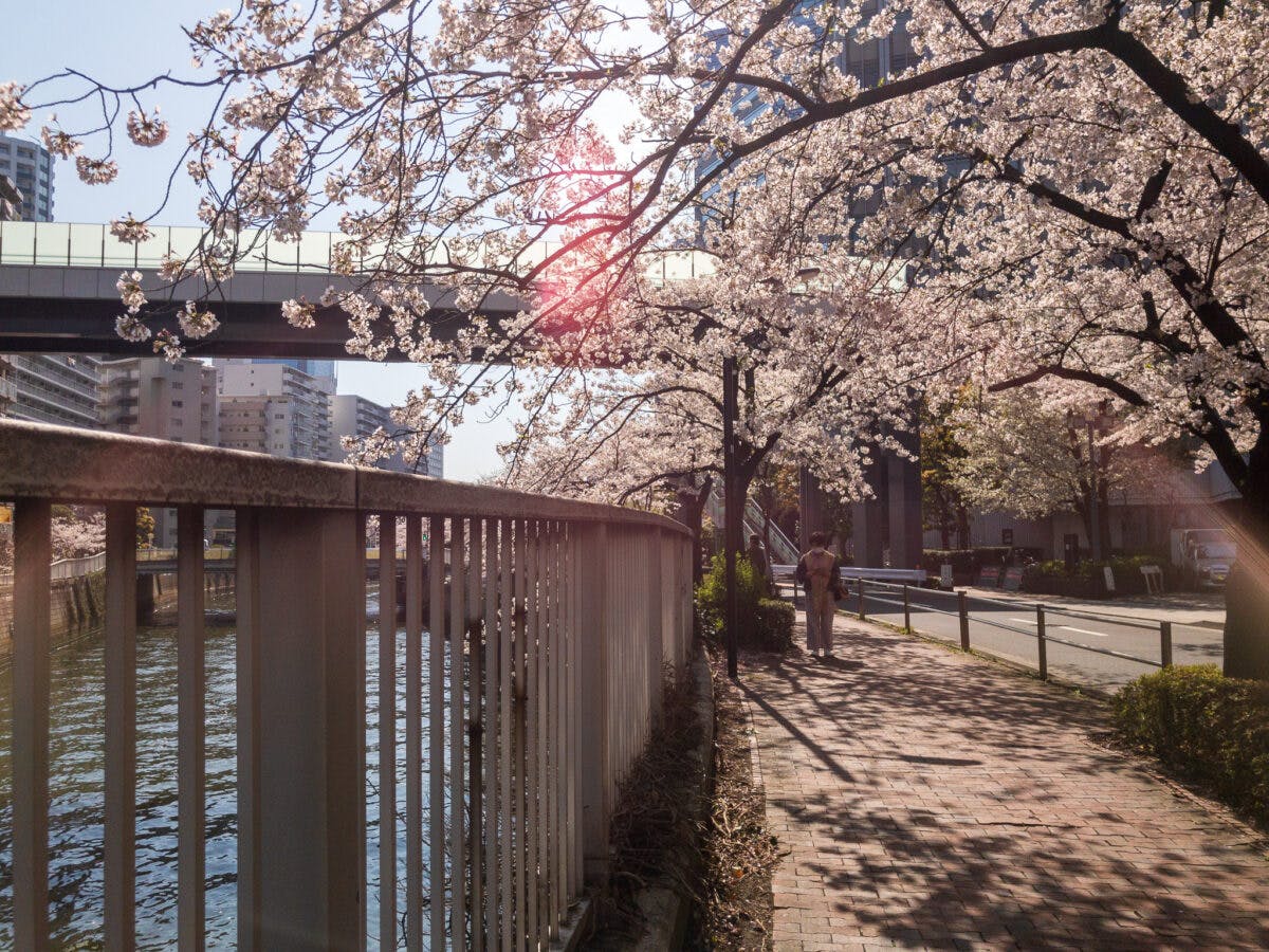 目黒川の桜 五反田駅 旧東海道 品川橋 を巡るぶらり散歩 オマツリジャパン あなたと祭りをつなげるメディア 目黒川の桜 五反田駅 旧東海道 品川橋 を巡るぶらり散歩 オマツリジャパン あなたと祭りをつなげるメディア