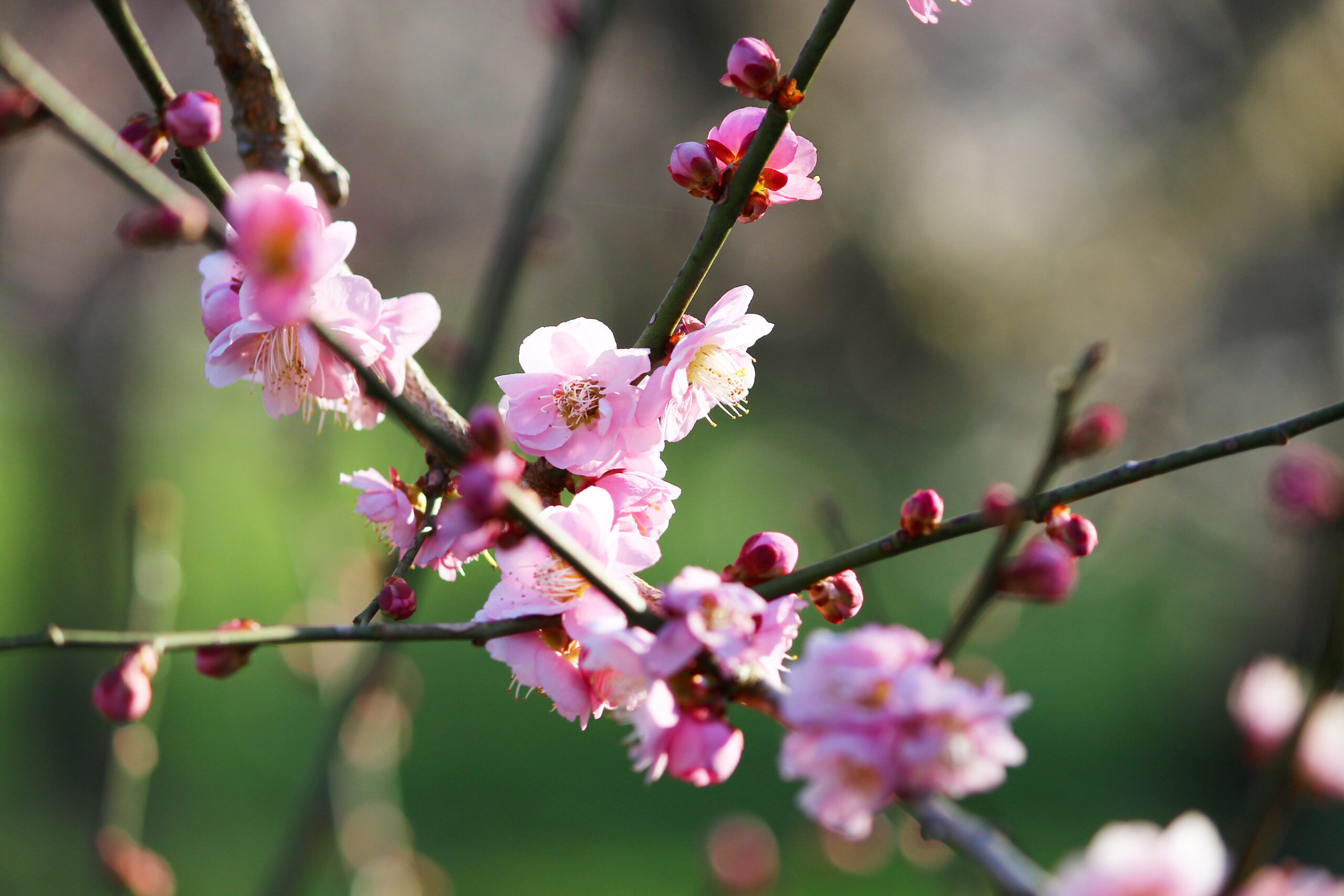水戸の梅まつり