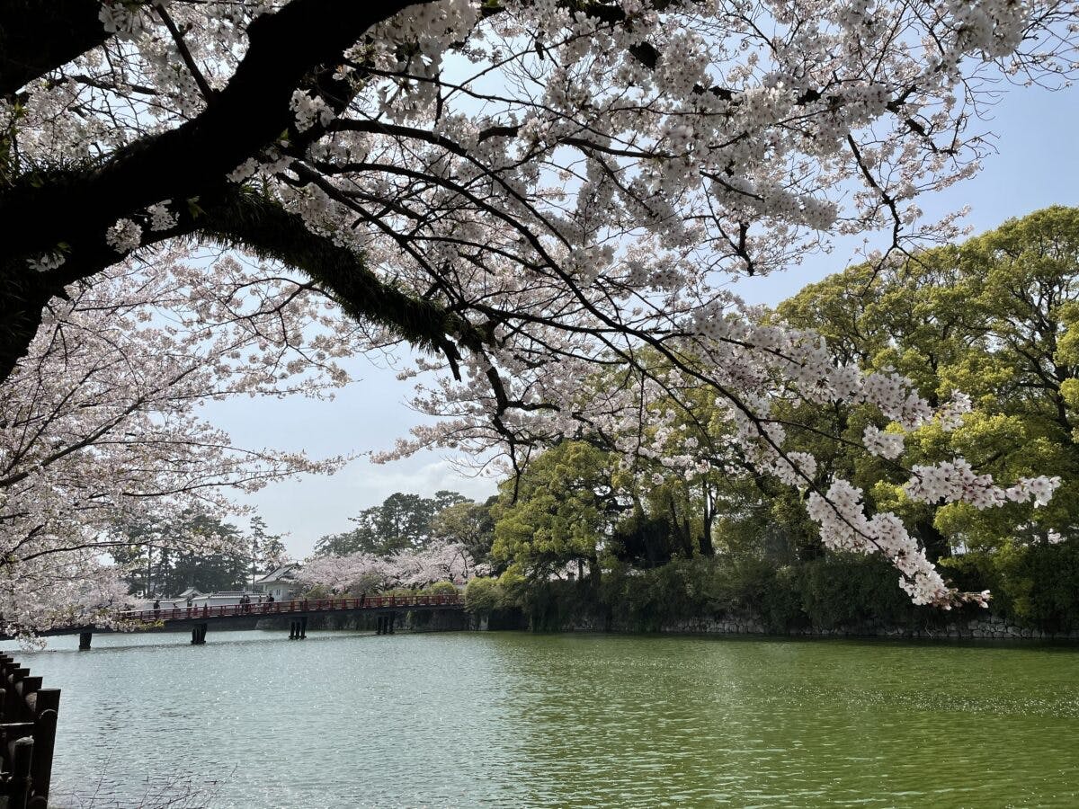 神奈川県小田原市 小田原城址公園の桜まつり 子供たちも楽しめる遊園地も オマツリジャパン あなたと祭りをつなげるメディア 神奈川県小田原市 小田原城址公園の桜まつり 子供たちも楽しめる遊園地も オマツリジャパン あなたと祭りをつなげるメディア