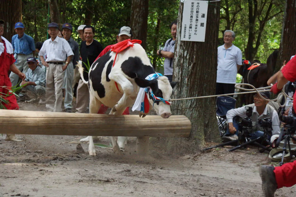 丑年にはコレ 牛が丸太をジャンプする 宮崎県えびの市 牛越祭 オマツリジャパン あなたと祭りをつなげるメディア