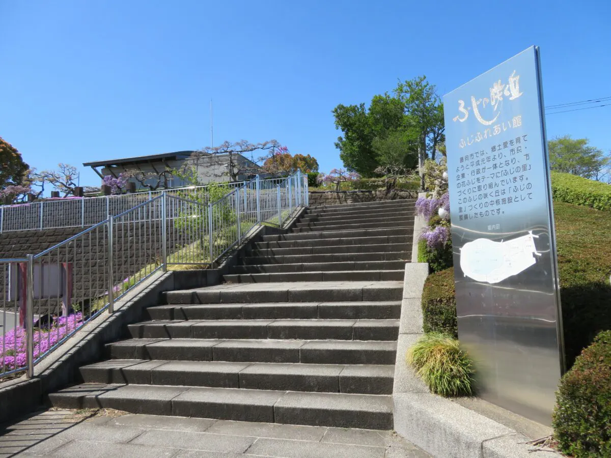 藤岡ふじまつりが開催中 植えられている品種は45種類 オマツリジャパン あなたと祭りをつなげるメディア 藤岡ふじまつりが開催中 植えられている品種は45種類 オマツリジャパン あなたと祭りをつなげるメディア