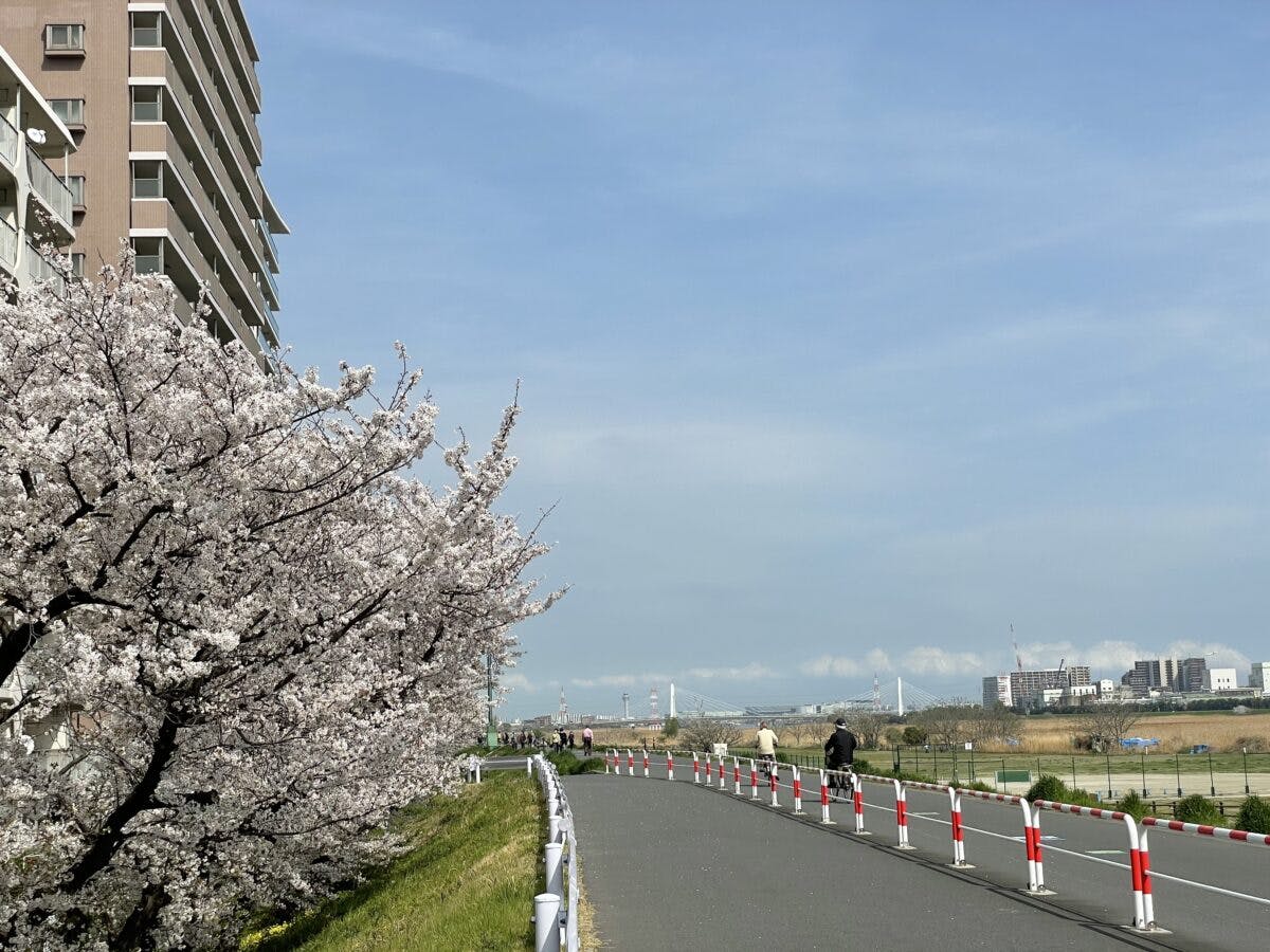 六郷土手の桜 多摩川沿いゆったり土手散策 オマツリジャパン あなたと祭りをつなげるメディア