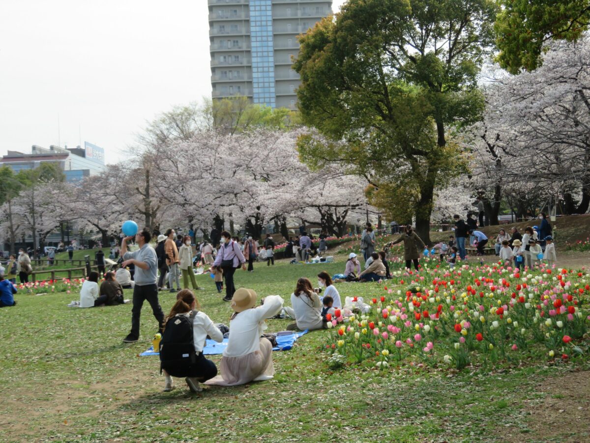 舟渡桜まつり】荒川の跡地を整備した浮間公園を彩る桜やチューリップ 