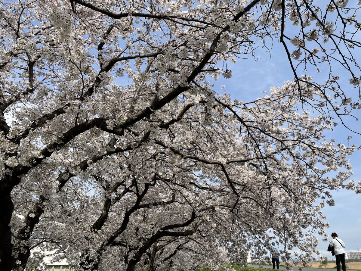 六郷土手の桜 多摩川沿いゆったり土手散策 オマツリジャパン あなたと祭りをつなげるメディア