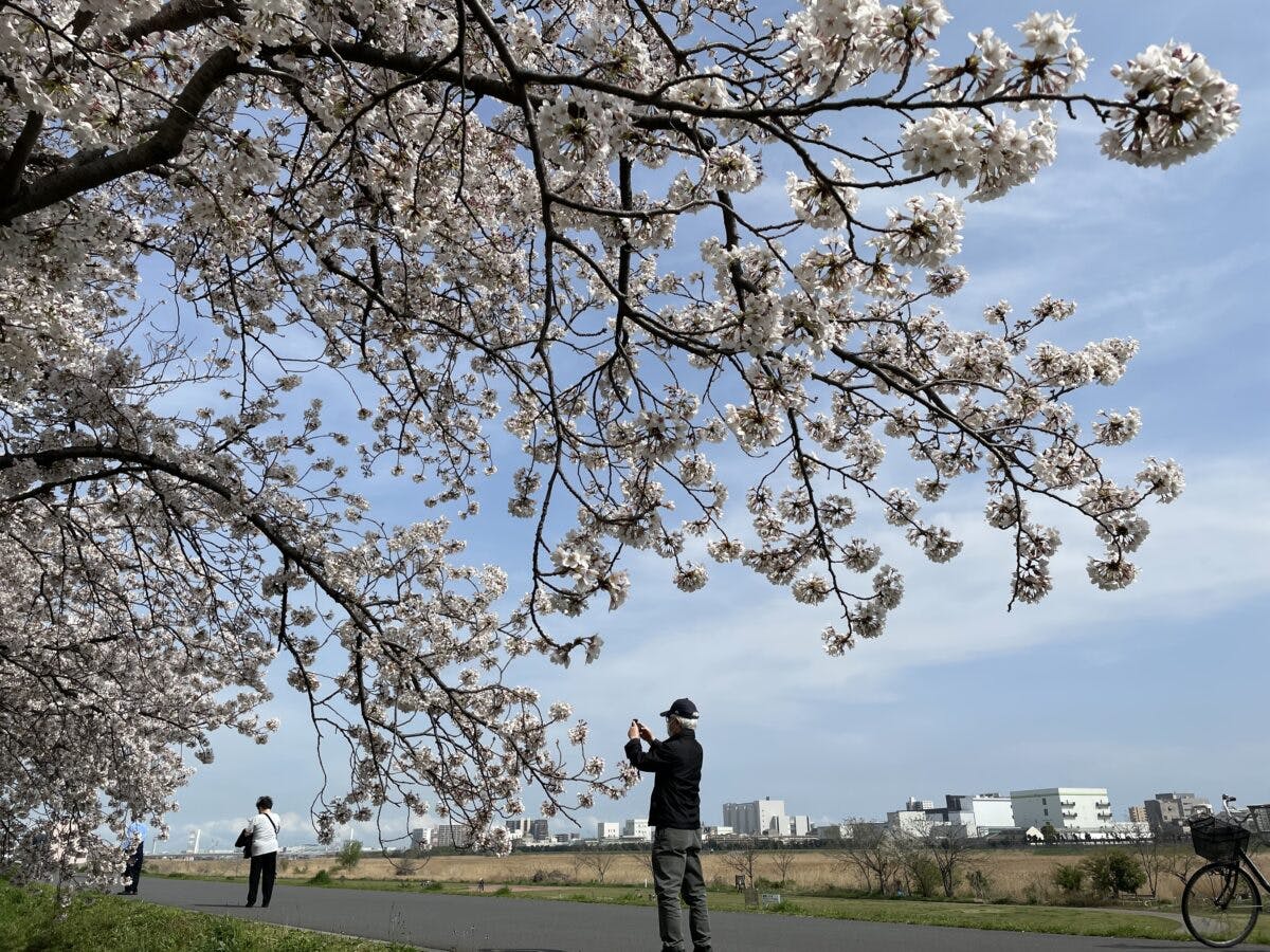 六郷土手の桜 多摩川沿いゆったり土手散策 オマツリジャパン あなたと祭りをつなげるメディア