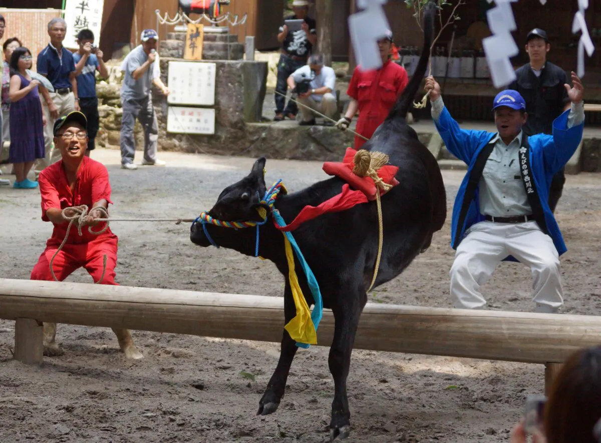 丑年にはコレ 牛が丸太をジャンプする 宮崎県えびの市 牛越祭 オマツリジャパン あなたと祭りをつなげるメディア 丑年にはコレ 牛が丸太をジャンプする 宮崎県えびの市 牛越祭 オマツリジャパン あなたと祭りをつなげるメディア