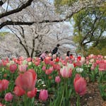 【舟渡桜まつり】荒川の跡地を整備した浮間公園を彩る桜やチューリップ