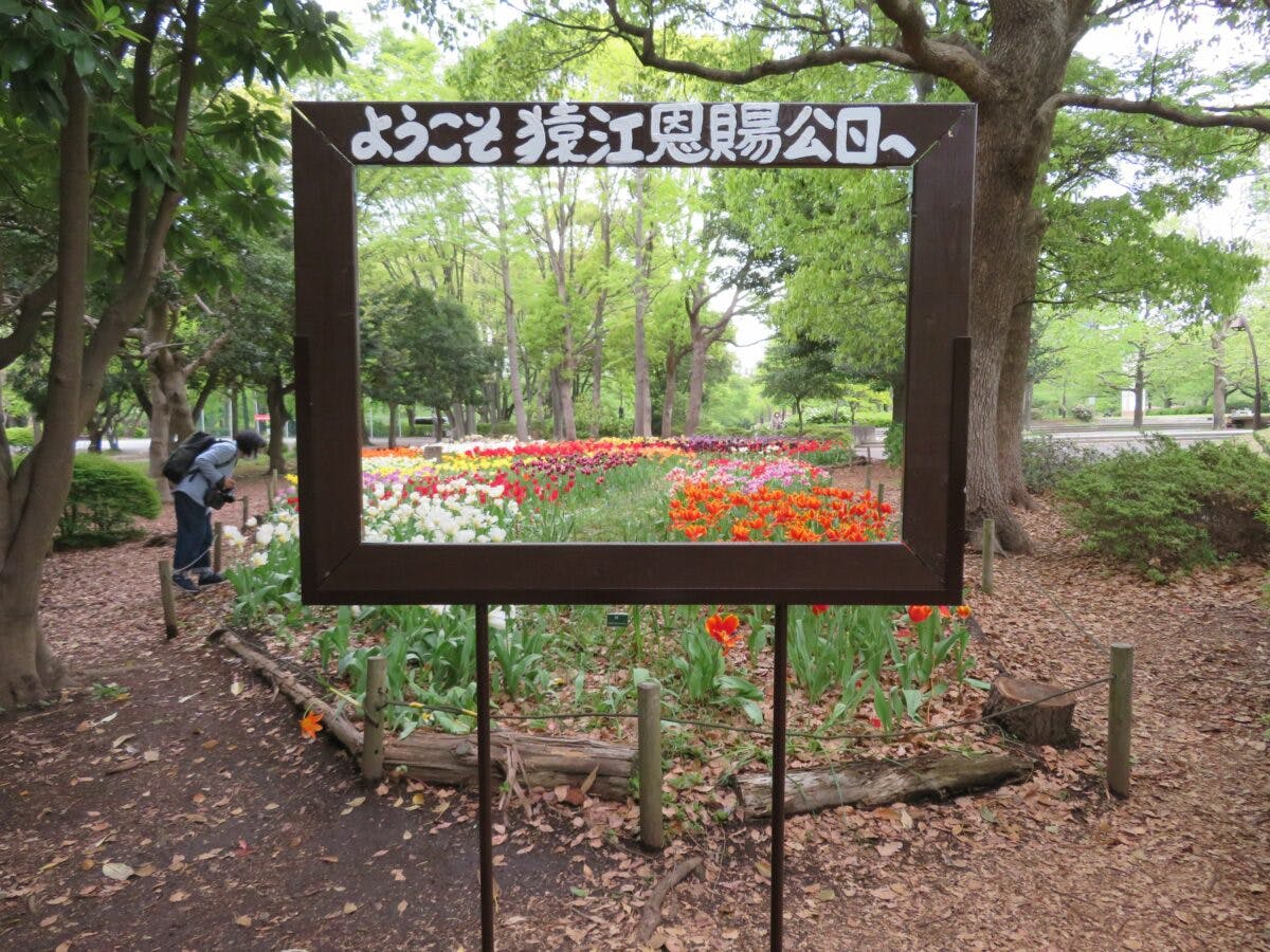 猿江恩賜公園チューリップフェスタ 鮮やかな彩りが溶け合う植物図鑑 オマツリジャパン 毎日 祭日