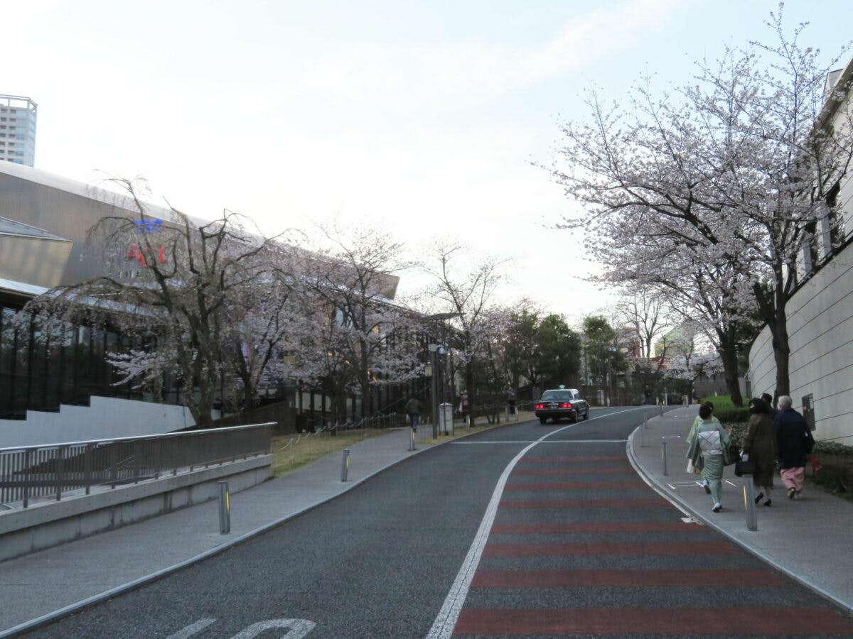 赤坂サカスの桜 早春の彩りで包まれる東京都港区のtbs放送センター オマツリジャパン あなたと祭りをつなげるメディア