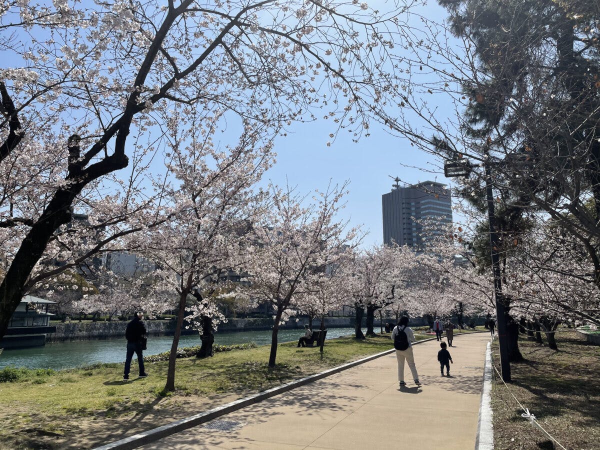 平和記念公園 世界平和への願いを込めた満開の桜 広島から現地レポート オマツリジャパン あなたと祭りをつなげるメディア