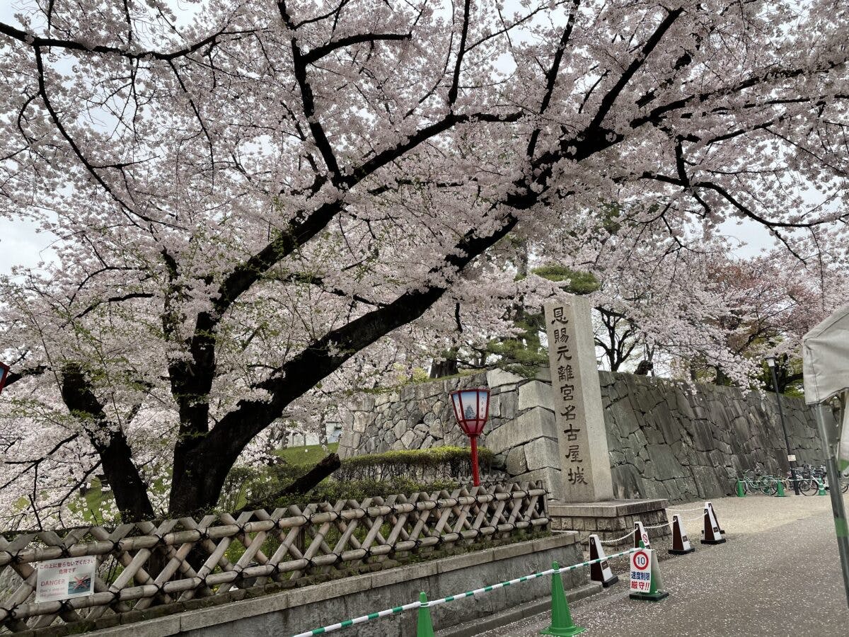 名古屋城春まつり 現地レポート 16年ぶりにあのシンボルが地上に降臨 オマツリジャパン あなたと祭りをつなげるメディア