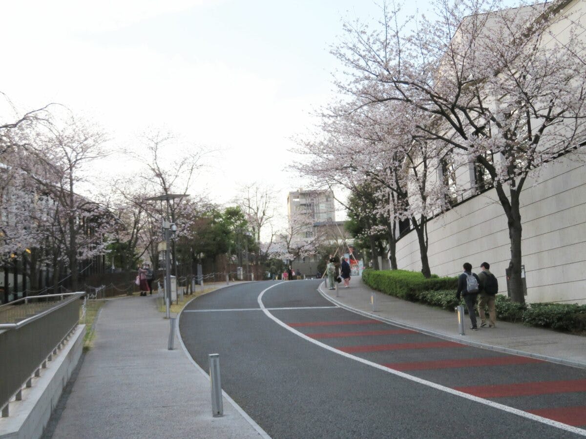 赤坂サカスの桜 早春の彩りで包まれる東京都港区のtbs放送センター オマツリジャパン あなたと祭りをつなげるメディア