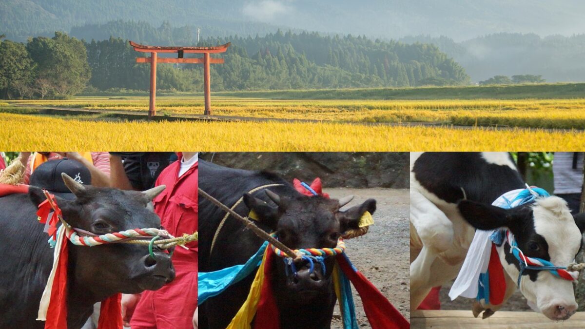 丑年にはコレ、牛が丸太をジャンプする！宮崎県えびの市「牛越祭」