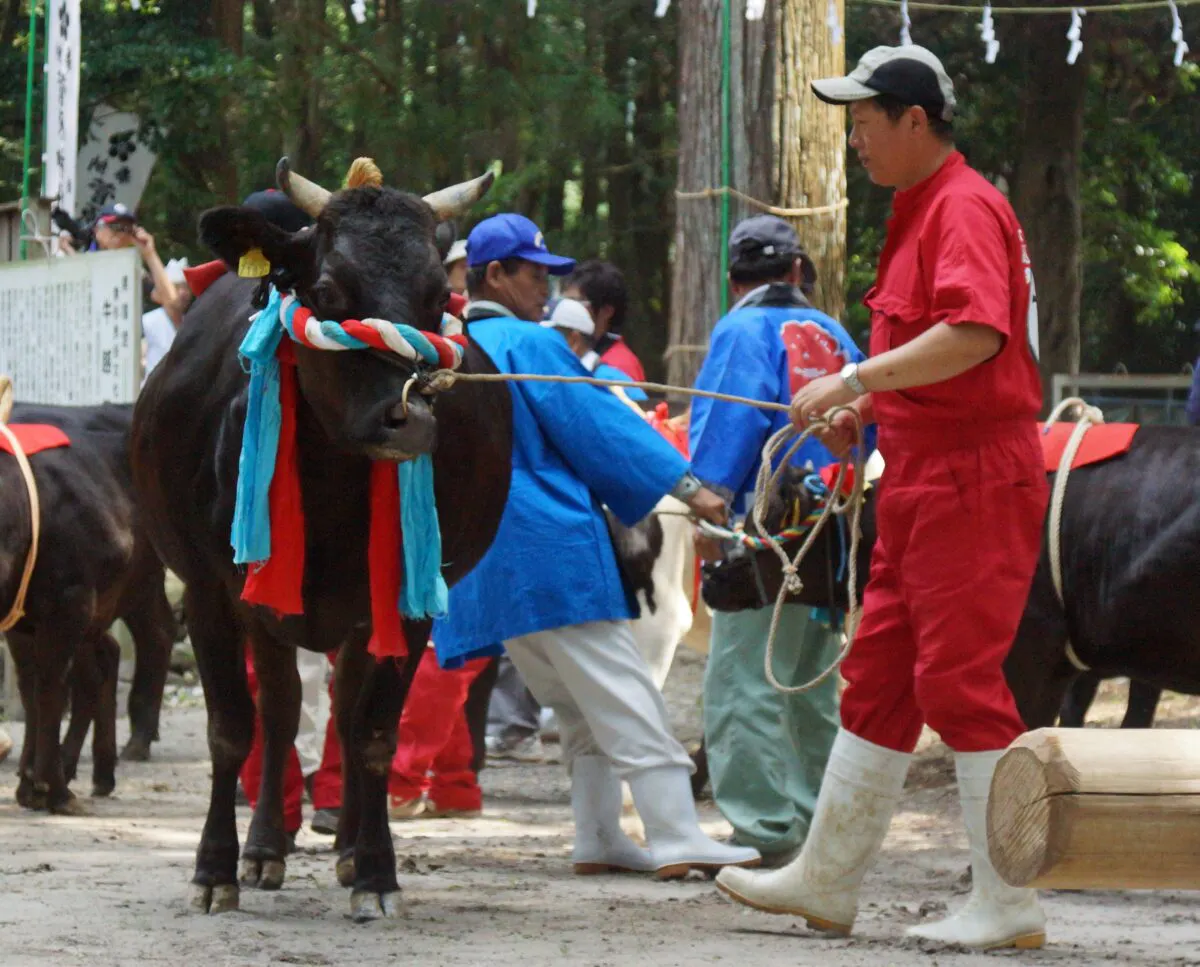 丑年にはコレ 牛が丸太をジャンプする 宮崎県えびの市 牛越祭 オマツリジャパン あなたと祭りをつなげるメディア 丑年にはコレ 牛が丸太をジャンプする 宮崎県えびの市 牛越祭 オマツリジャパン あなたと祭りをつなげるメディア