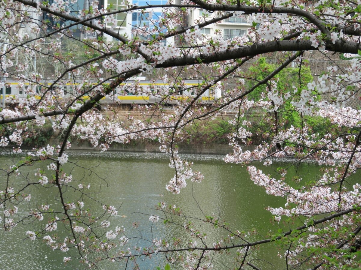 総武線で車窓花見 市ケ谷 四ツ谷の区間で南側に続く外濠沿いの桜 オマツリジャパン あなたと祭りをつなげるメディア 総武線で車窓花見 市ケ谷 四ツ谷の区間で南側に続く外濠沿いの桜 オマツリジャパン あなたと祭りをつなげるメディア